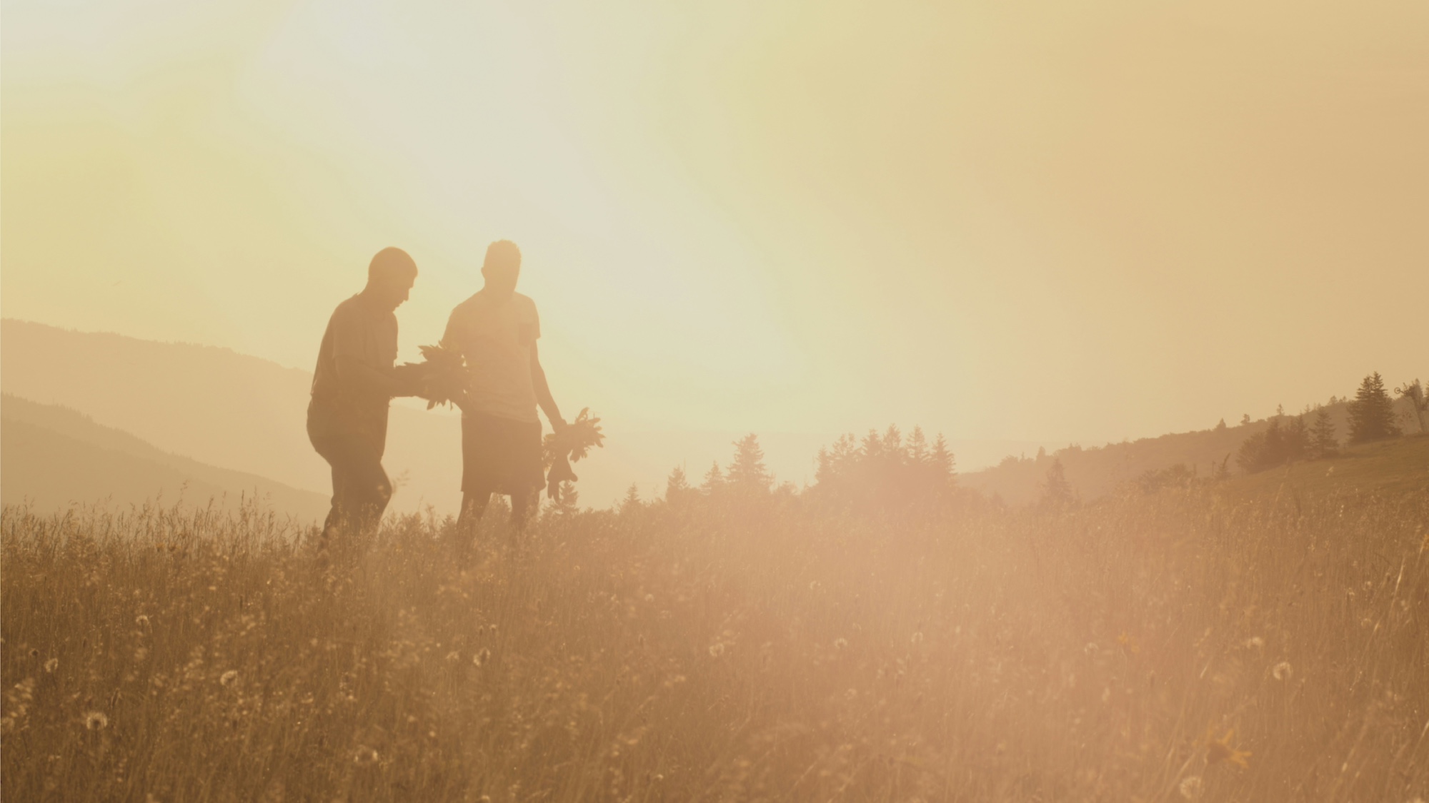 Two people gathering in a hazy golden field